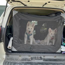 Berger Blanc Suisse Puppies from Nasha Comanda White Swiss Shepherds