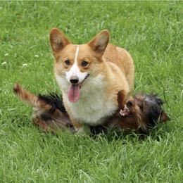 Reilee - Pembroke Welsh Corgi