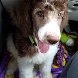 Poodle puppies from Doodles by the Dam