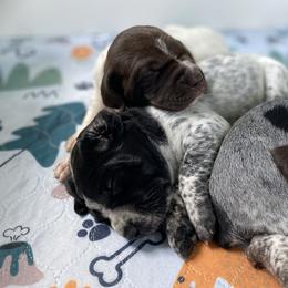 German Shorthaired Pointer Puppies from Thunder Mountain Gun Dogs