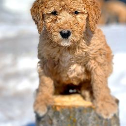 Esther - Goldendoodle puppy in Lancaster, Minnesota from North Star Dog Training