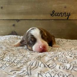 Sunny - Red tri-color female Australian Shepherd puppy in Kearney, Nebraska from Helix Aussies