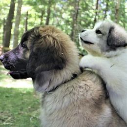 Great Pyrenees and Leonberger Puppies from Easter Acres