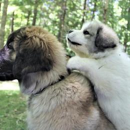 Great Pyrenees and Leonberger Puppies from Easter Acres