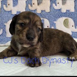 MICHAEL 3500 - Cream male Dachshund puppy in Gatesville, Texas from CJ's Dach Dynasty