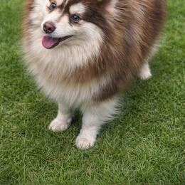 Pomsky puppies from Illinois Poms