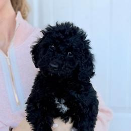 Vixen - Black female Goldendoodle puppy in Wilson, North Carolina from Cedar Creek Doodles