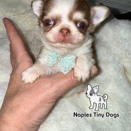 Rudolph (Tiny) 5,500 - Sable spotted white male Chihuahua puppy in Naples, Florida from Naples Tiny Dogs