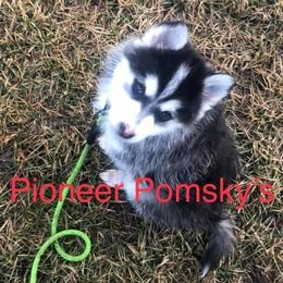 Pomskies from Pioneer Pomskys