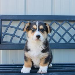 S'more - Black and tan male Pembroke Welsh Corgi puppy in Stockton, Utah from BW Corgis