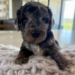Blue - Merle male Goldendoodle puppy in Indiahoma, Oklahoma from Farm Fresh Doodles
