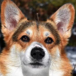 Tank - Pembroke Welsh Corgi
