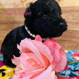 Girl 3 - Black Miniature Schnauzer puppy in Malvern, Arkansas from Deep South Miniature Schnauzers