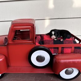 John - Red tri Miniature Australian Shepherd puppy in Saint Cloud, Minnesota from Minnesota House of Hounds