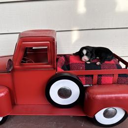 John - Red tri Miniature Australian Shepherd puppy in Saint Cloud, Minnesota from Minnesota House of Hounds