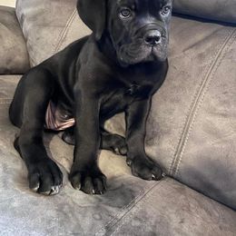 Rumor - Black Cane Corso puppy in Clarksburg, West Virginia from West By God Virginia Cane Corso