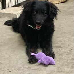 Nacho - Black and white male Aussiedoodle puppy in Nacogdoches, Texas from BA Mini Poodles