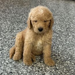Stella - Red  female Goldendoodle puppy in Ankeny, Iowa from Iowadoodles2love
