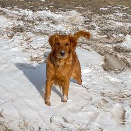 Sage - Golden Retriever