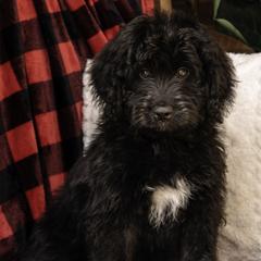Blue Collar Boy - Black and white Assorted Doodle Crosses puppy in Hebron, Indiana from Duneland Doodles