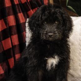 Blue Collar Boy - Black and white Assorted Doodle Crosses puppy in Hebron, Indiana from Duneland Doodles