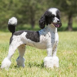 Ava - Poodle
