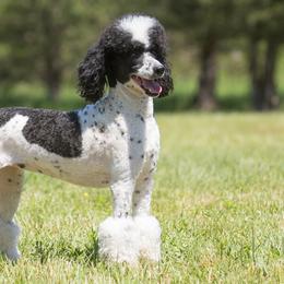 Ava - Poodle