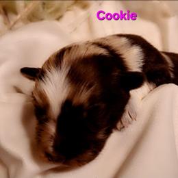 COOKIE DOUGH - Red merle female Australian Shepherd puppy in Salem, Arkansas from Patchwork Kennels