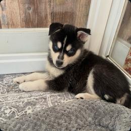 Lori - Black and white female Pomsky puppy in Mannington Township, New Jersey from Little Husky Hutt