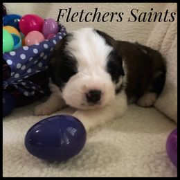 Saint Bernard Puppies from Fletchers Saints