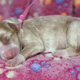 Pink - Red female Bernedoodle puppy in Yuciapa, California from AlltheDoodlez_