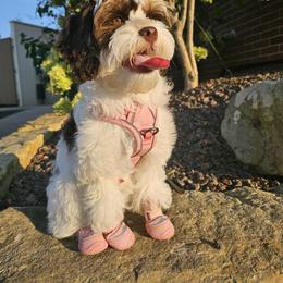 Cavapoo Puppies from WW Cavapoos