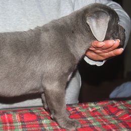 2500 White Collar - Gray female Cane Corso puppy in Troy, Tennessee from Storm Front Cane Corso
