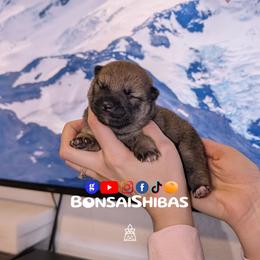 NAMI - Sesame female Shiba Inu puppy in Minnesota from BonsaiShibas