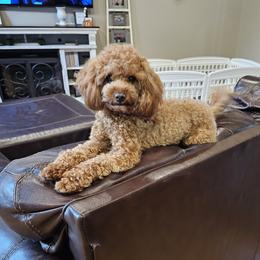Copper - Goldendoodle