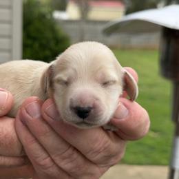 Bliss (joy, perfect happiness) - Cream female Dachshund puppy in Murfreesboro, Tennessee from Kimbrie's Dream Cream Doxies