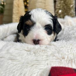 Purple Collar - Tri-color female Bernedoodle puppy in Indiahoma, Oklahoma from Farm Fresh Doodles