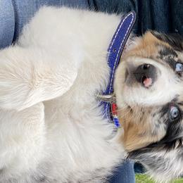 Australian Shepherd Puppies from RMW Ranch Australian Shepherds