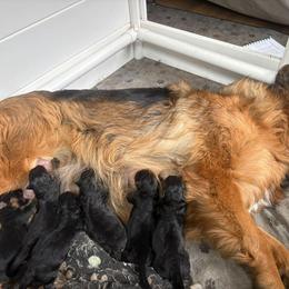 Girl 1 - Black and red female German Shepherd puppy in Beaverdam, Virginia from Mayhew German Shepherds (formerly B&R Kennel)