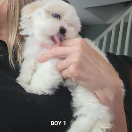 Boy 1 - White male Mal-Shi puppy in Mundelein, Illinois from FurEver Friends Designer Breeds