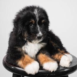 Storm - Tri-color male Bernedoodle puppy in Glendale, Arizona from Arizona Bernedoodles