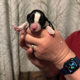 Border Collie Puppies from Hounds of Rabbit Hill