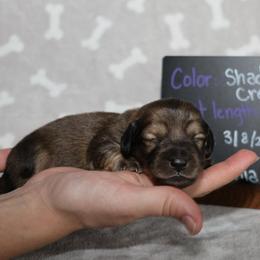 Bolt (Red collar) - Cream male Dachshund puppy in Prospect, Oregon from Spunky Sausage Pups