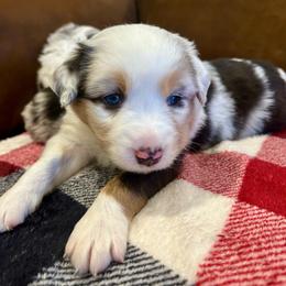 Snoozy - Blue merle male Miniature Australian Shepherd puppy in Edgar Springs, Missouri from Scott’s Aussies LLC
