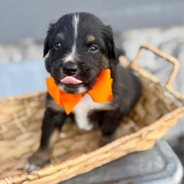 Orange - Black tri male Miniature Australian Shepherd puppy in 32046, Florida from River Hill Ranch