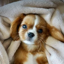 Cavalier King Charles Spaniel Puppies from SoCalCavaliers