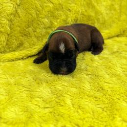 Green boy - Fawn male Boxer puppy in Marion, Montana from Serendipity's European Boxers