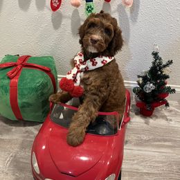 Australian Labradoodle Puppies from Little Kingdom Doodles