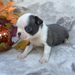 All Boys - Blue male Boston Terrier puppy in Corning, California from SB Bostons / Raksha Malinois