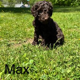 Moose - Chocolate male Labradoodle puppy in Constableville, New York from Zehr’s Labradoodles & Bernedoodles